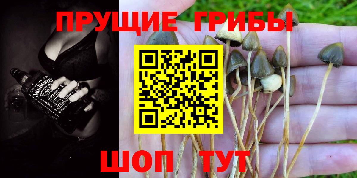 Галлюциногенные грибы мухоморы  продажа наркотиков  Волхов  Вход с VPN  Галлюциногенные грибы мицелий 